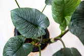 Homalomena sp. Bengkulu